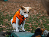 Photograph of a dog